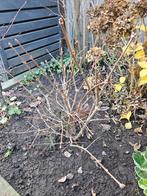 Hibiscus, Ophalen, Overige soorten, Struik, Minder dan 100 cm