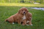 prachtige Nova scotia duck tolling toller pups, Dieren en Toebehoren, Honden | Retrievers, Spaniëls en Waterhonden, Overige rassen