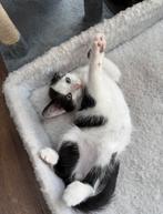 Super lieve KITTENS, Dieren en Toebehoren, Katten en Kittens | Overige Katten, Meerdere dieren, Kortharig, 0 tot 2 jaar