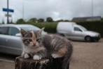 Lieve kittens te koop, Dieren en Toebehoren, Katten en Kittens | Overige Katten, Meerdere dieren