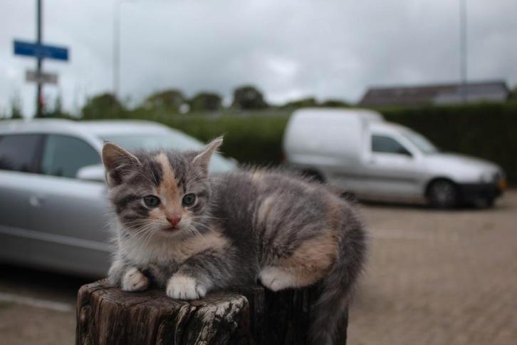 Lieve kittens te koop, Dieren en Toebehoren, Katten en Kittens | Overige Katten, Meerdere dieren