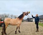Target stick paard nieuw, Dieren en Toebehoren, Ophalen of Verzenden