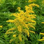 guldenroede Solidago 'Goldkind potmaat 25 cm, Tuin en Terras, Volle zon, Vaste plant, Zomer, Ophalen