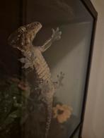 Leachianus gecko, Dieren en Toebehoren, Hagedis, Met terrarium, 0 tot 2 jaar