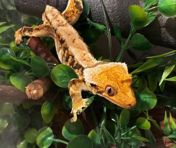 1.0 RTB kweekklare tricolor lilly white wimpergekko beschikbaar voor biedingen