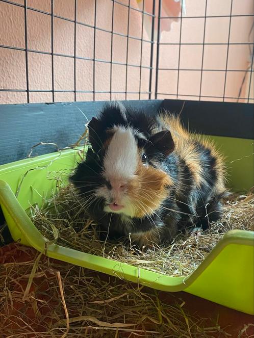 Knaagdieropvang Rodent Rescue, vakantieopvang, Dieren en Toebehoren, Knaagdieren, Meerdere dieren, Overige typen, Mei