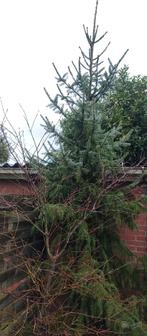 Kerstboom, Diversen, Kerst, Ophalen, Nieuw