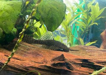 Ancistrus algeneter, vrouw, wildkleur, zoetwater aquarium beschikbaar voor biedingen