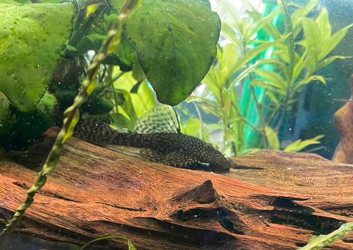 Ancistrus algeneter, vrouw, wildkleur, zoetwater aquarium, Dieren en Toebehoren, Vissen | Aquariumvissen, Zoetwatervis, Vis