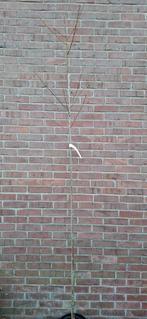 Diospyros lotus, godenpeer, lotusboom, Ophalen, Lente, Volle zon, Overige soorten