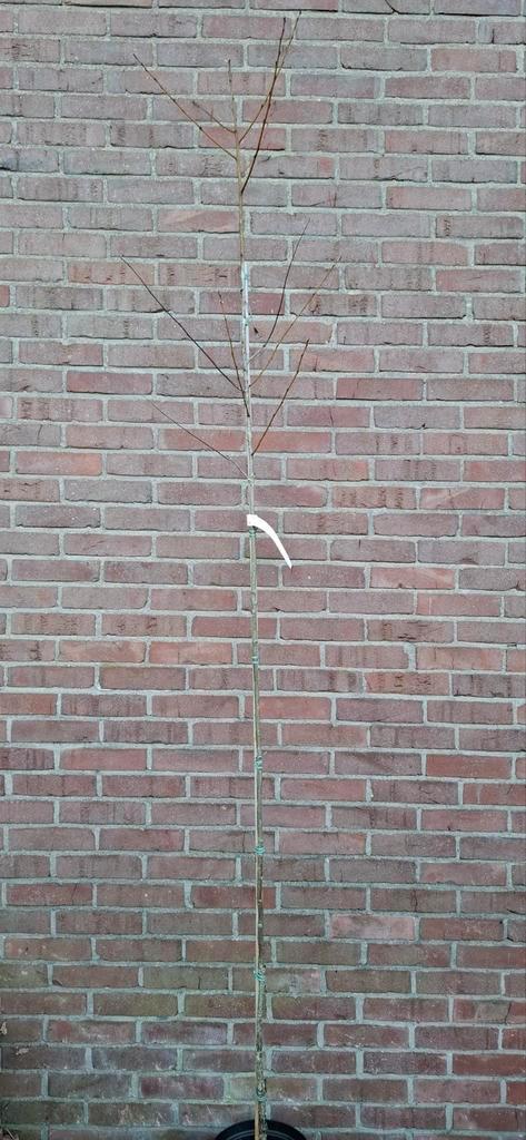 Diospyros lotus, godenpeer, lotusboom, Tuin en Terras, Planten | Bomen, Overige soorten, Volle zon, Lente, Ophalen