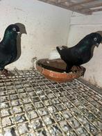 Koppel duiven te koop, Meerdere dieren