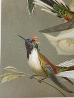Litho 1895 Kolibries Vogels, Antiek en Kunst, Ophalen of Verzenden