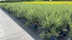 Phillyrea angustifolia steenlinde | Groenblijvend!, Ophalen of Verzenden, Overige soorten, Minder dan 100 cm