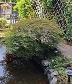 Japanse esdoorn, Ophalen, Bloeit niet, Overige soorten, Halfschaduw