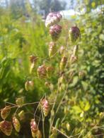 Briza media zaden, bevertjesgras, Ophalen of Verzenden