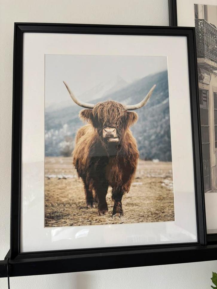 Nieuwe poster incl lijst schotse hooglander 30x40, Verzamelen, Posters, Nieuw, Dier of Natuur, A1 t/m A3, Rechthoekig Staand, Ophalen of Verzenden
