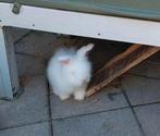 Engelse max full face angora konijntjes, Dieren en Toebehoren, Konijnen, Meerdere dieren, Dwerg