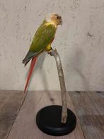 Opgezette Pyrrhura pineapple, Ophalen of Verzenden, Nieuw, Vogel, Opgezet dier