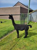 Alpaca dekhengst voor dekking, Mannelijk, Voor 1 juli 2024