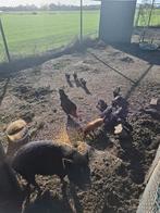 Micro varkens, Dieren en Toebehoren, Schapen, Geiten en Varkens, Meerdere dieren, Varken