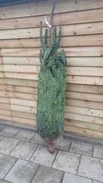 Kerstboom nordmann, Tuin en Terras, Ophalen, Zo goed als nieuw, Minder dan 10 meter
