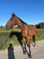 Lieve 6-jarige ruin, Dieren en Toebehoren, B, Ruin, 3 tot 6 jaar, Gechipt