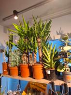 Yucca Elephantipes, In pot, Minder dan 100 cm, Yucca, Groene kamerplant