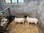 Tk 2 Dorper ooilammeren van 10-06 -25, Dieren en Toebehoren, Vrouwelijk, Schaap, 0 tot 2 jaar