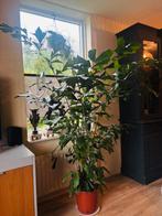 Grote kamer palm Caryota 205 cm hoog en 165 cm Breed, Tuin en Terras, Bloeit niet, Overige soorten, 100 tot 250 cm, Ophalen