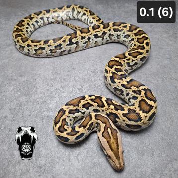 0.1 half dwerg het green tijgerpython nk24 beschikbaar voor biedingen