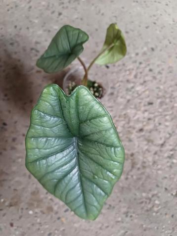 Alocasia platinum  beschikbaar voor biedingen