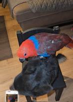 Papegaai,handtamme edelpapegaai, Dieren en Toebehoren, Vogels | Parkieten en Papegaaien, Vrouwelijk, Papegaai