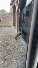 Pauw hanen kuikens, Dieren en Toebehoren, Pluimvee, Mannelijk, Overige soorten