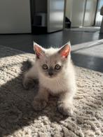 Britse korthaar bluepoint kittens, Kater, Ontwormd, 0 tot 2 jaar