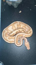Banana butter leopard het clown 1.0, Dieren en Toebehoren, Reptielen en Amfibieën, Slang