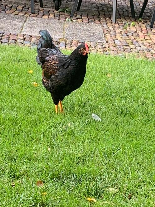Dubbelgezoomde Barnevelder hanen, Dieren en Toebehoren, Pluimvee, Kip, Mannelijk