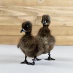 Cayuga eendjes, zeer zeldzaam!, Meerdere dieren, Eend