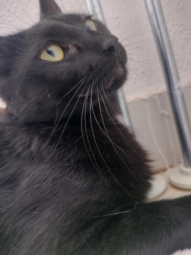 Kater te koop, Dieren en Toebehoren, Katten en Kittens | Dekkaters
