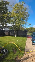 Walnootboom voor stookhout, Tuin en Terras, Planten | Bomen, Ophalen