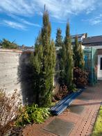 Cipressen 3,5 hoog, Tuin en Terras, Planten | Bomen, Ophalen, Volle zon, Overige soorten