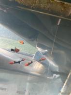 Zwaarddrager, Dieren en Toebehoren, Vis, Zoetwatervis