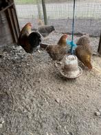 Wyandotte haan, Dieren en Toebehoren, Pluimvee, Meerdere dieren, Kip