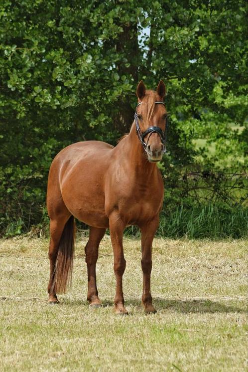 Ontzettend lieve makkelijke D pony, kindproof, Dieren en Toebehoren, Paarden, Merrie, L, Minder dan 160 cm, 11 jaar of ouder, Recreatiepaard
