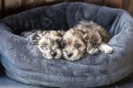Boomer pups, Nederland, 8 tot 15 weken, CDV (hondenziekte), Meerdere