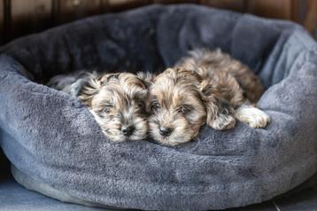 Boomer pups  beschikbaar voor biedingen