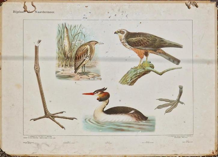 Bijplaat 'Het Naardermeer', Antiek en Kunst, Antiek | Schoolplaten, Natuur en Biologie, Ophalen