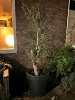 Grote Olijfboom 230cm, Tuin en Terras, Planten | Bomen, Bloeit niet, 100 tot 250 cm, Olijfboom, Ophalen