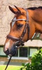 Super lieve knappe D pony , bereden en betuigd, Dieren en Toebehoren, Pony's, Gechipt, Ruin, Dressuurpony, 11 jaar of ouder