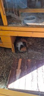Mooie cavia kooi met 3 cavia s te koop, Dieren en Toebehoren, Knaagdieren, Maart, Mannelijk, Cavia